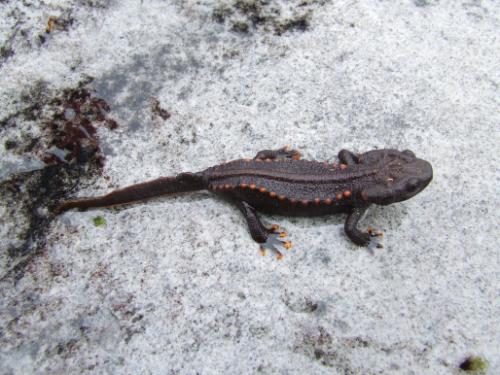 Vibrantly-spotted newt species, Tylototriton notialis: A new species of newt was discovered in Laos in 2010. The new species is particularly significant as it represents the first record of a species from the genus Tylototriton from Laos, and is the southernmost known member of the Tylototriton asperrimus group in the world. The Latin name for the species, notialis meaning “southern,” refers to this. Scientists fear that over- harvesting for traditional medicine and the international pet trade may put the species at heightened risk. The formal description of other Asian salamandrids in the past (Laotrian laoensis; Stuart and Papenfuss 2002) has inadvertently led to exploitation for the international pet trade. Hopefully the Theun National Protected Area, one of Laos’ largest and best-funded national protected areas, will afford this endemic species some protection. Photograph by and © Bryan Stuart.